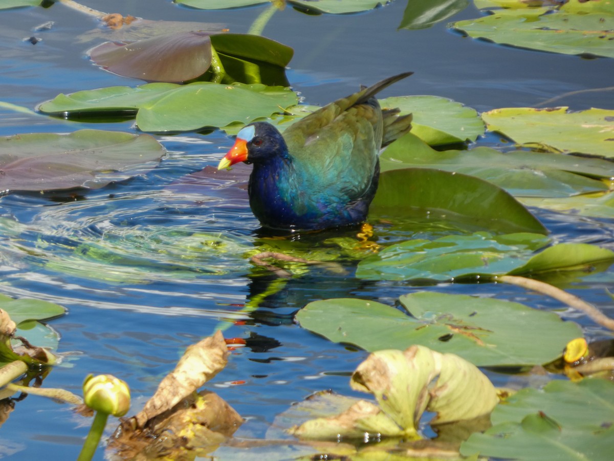 Purple Gallinule - ML646021215