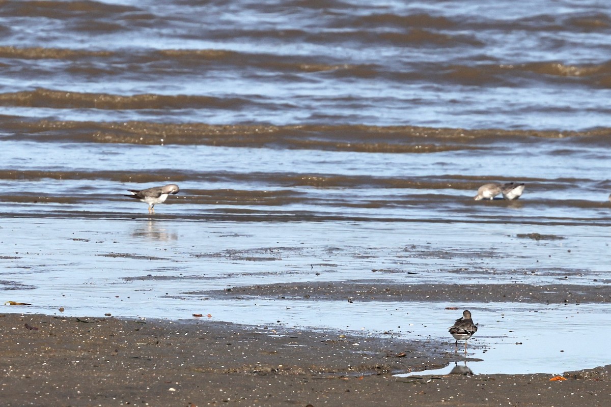 ソリハシシギ - ML646021218