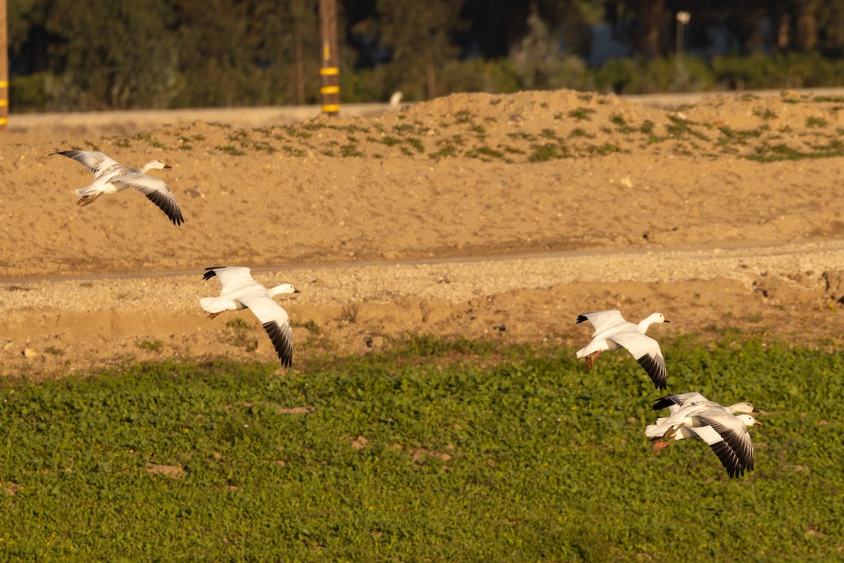 Snow Goose - ML646021219
