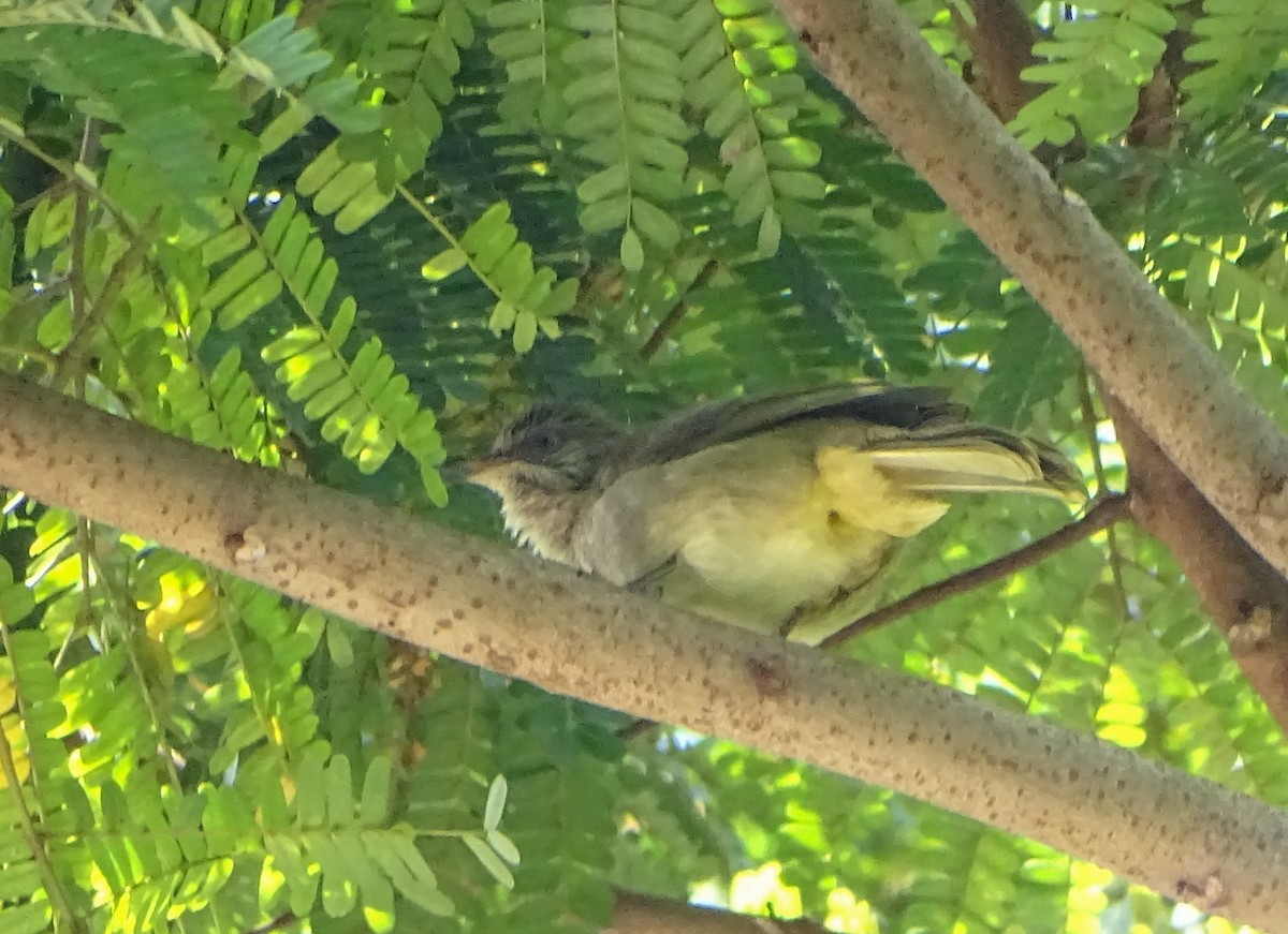 Yellow-vented Bulbul - ML646021221
