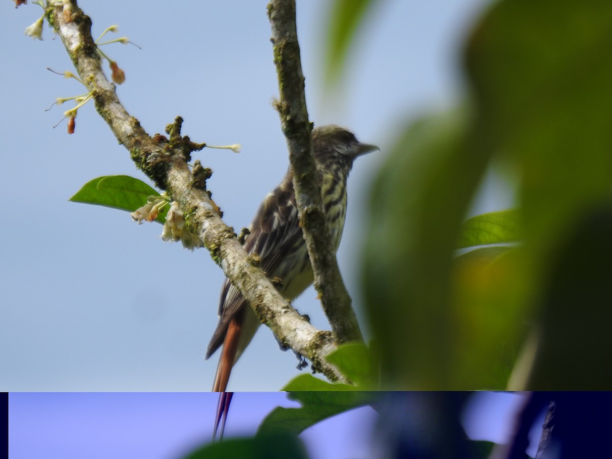 キバラブチタイランチョウ - ML646021222