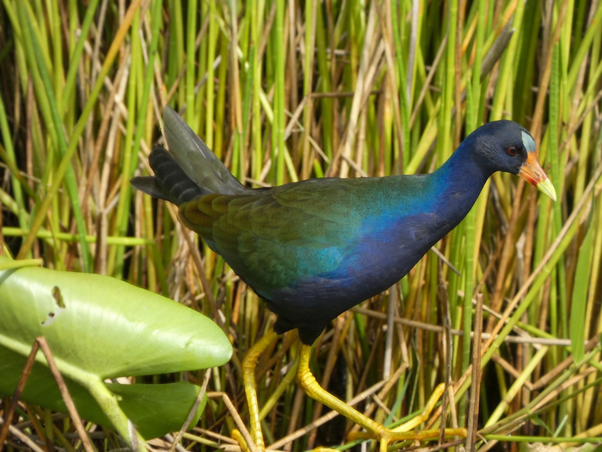 Purple Gallinule - ML646021224