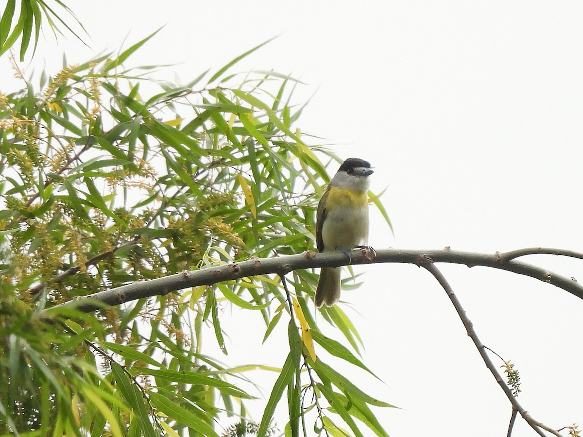 Green-backed Becard - ML646021225