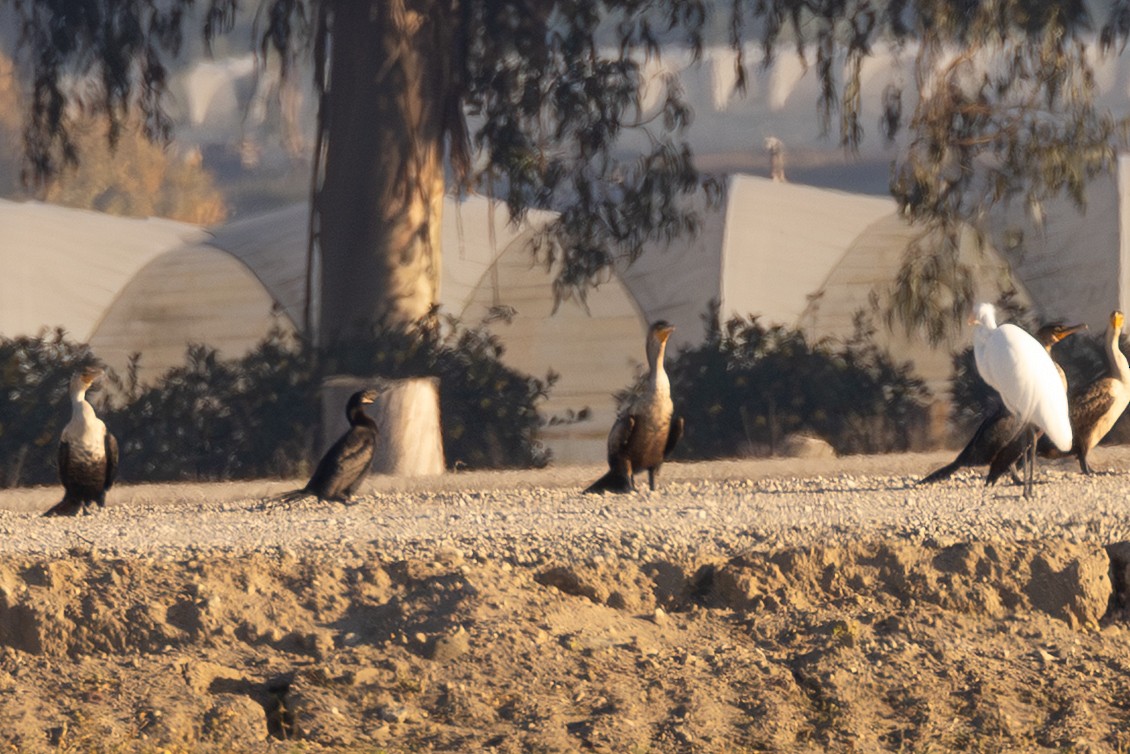 Neotropic Cormorant - ML646021227