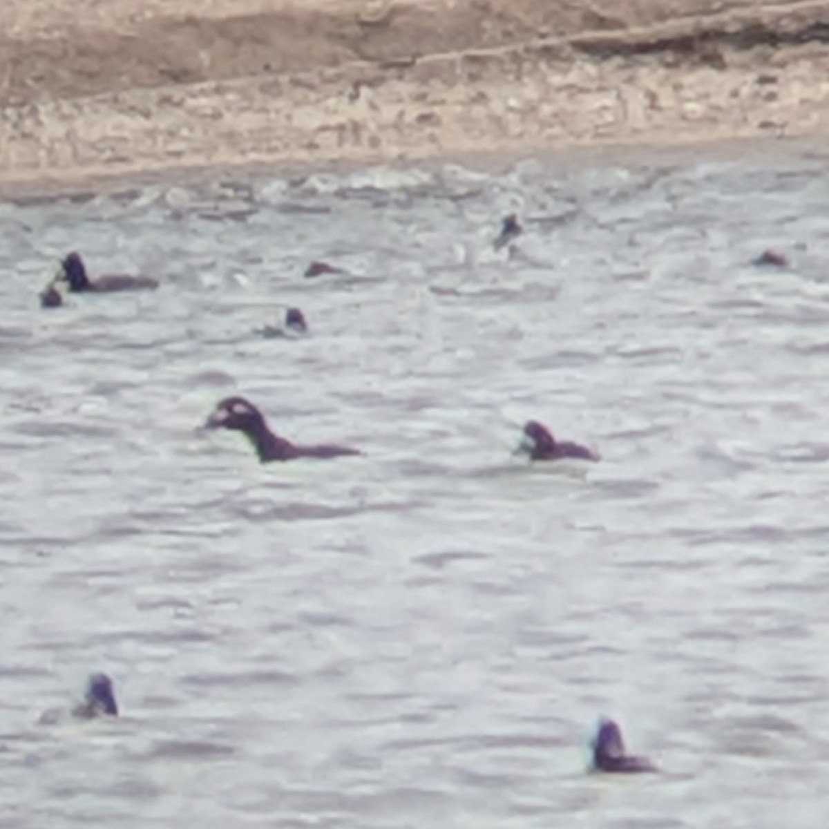 White-winged Scoter - ML646021229