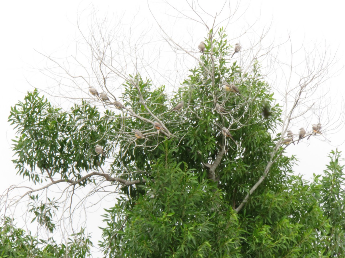 Scissor-tailed Flycatcher - ML646021230