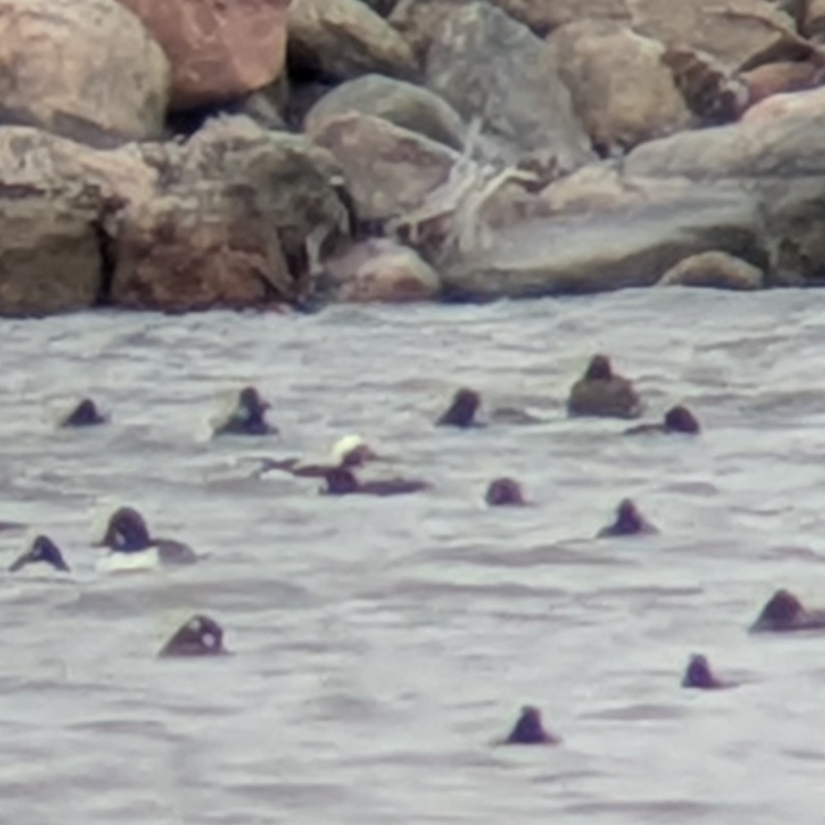 Long-tailed Duck - ML646021232