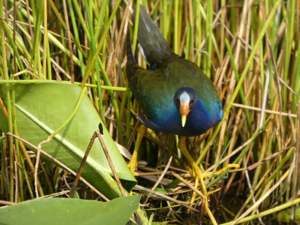 Purple Gallinule - ML646021242