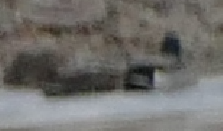 Mallard - ML646021244