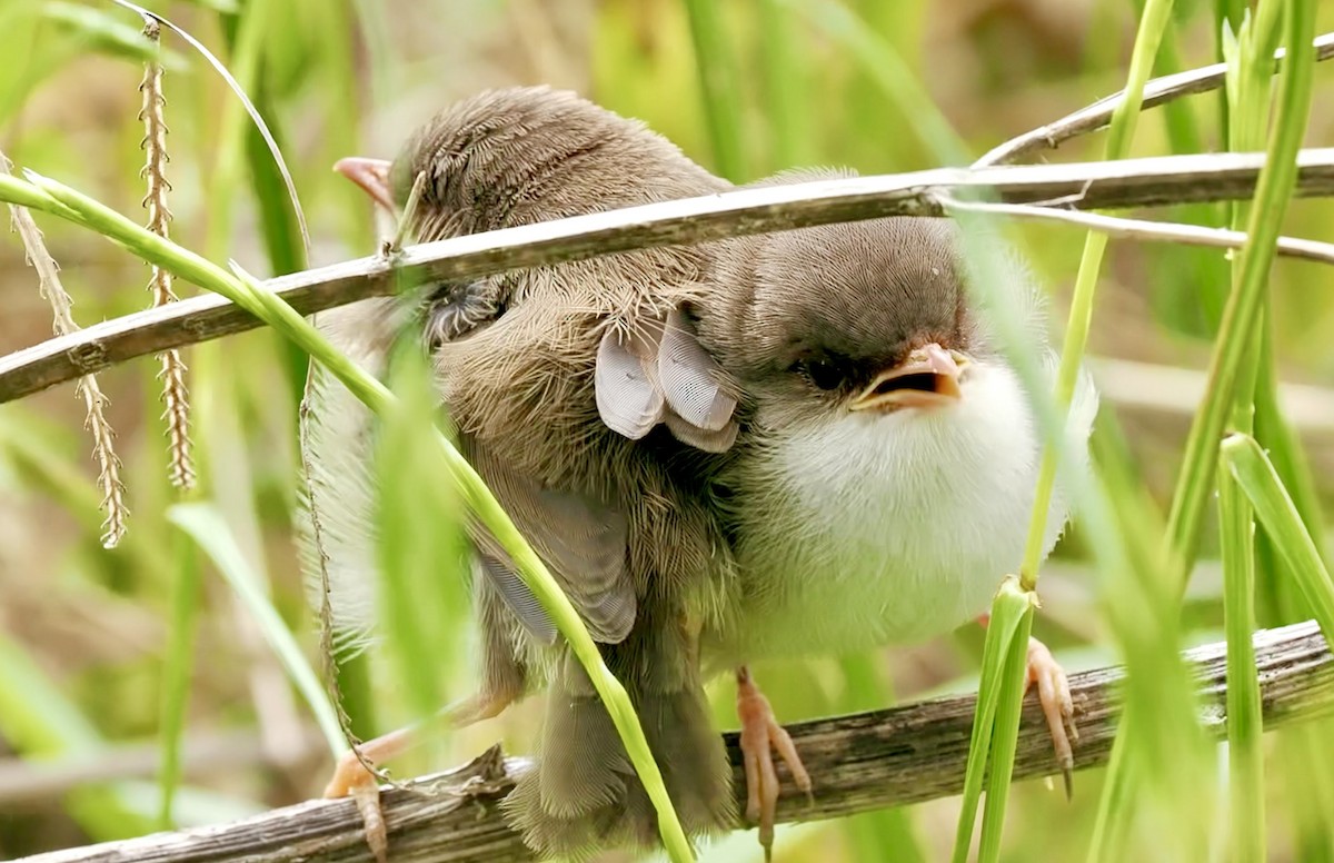 Superb Fairywren - ML646021246