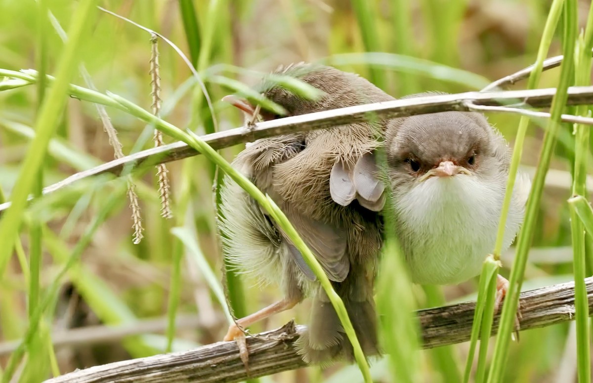 Superb Fairywren - ML646021247