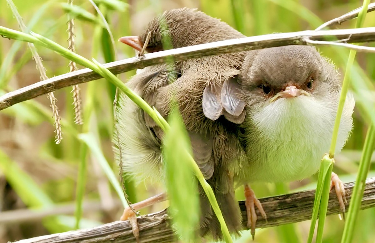 Superb Fairywren - ML646021249
