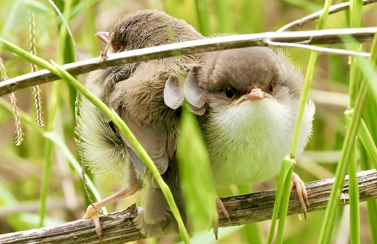 Superb Fairywren - ML646021250