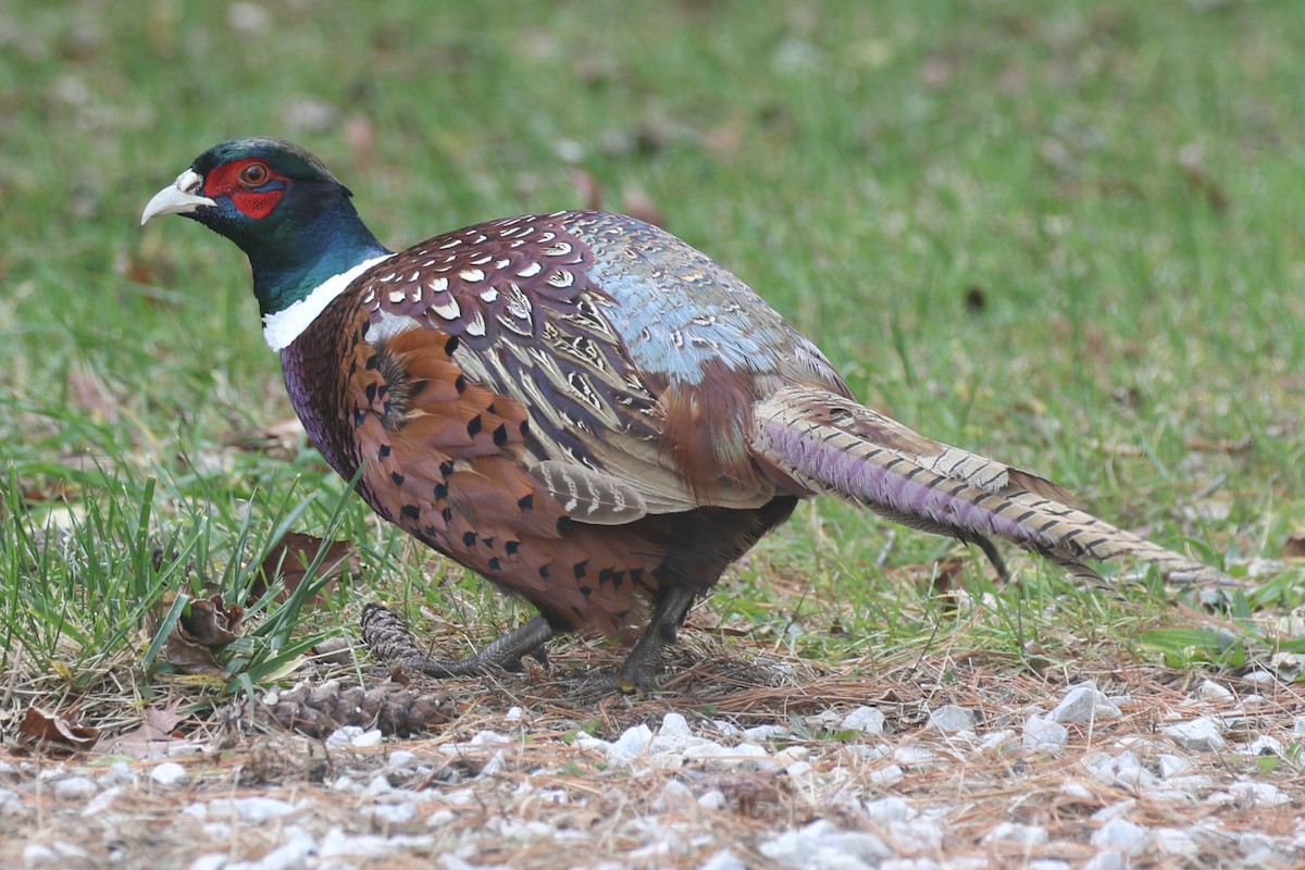Ring-necked Pheasant - ML646021253