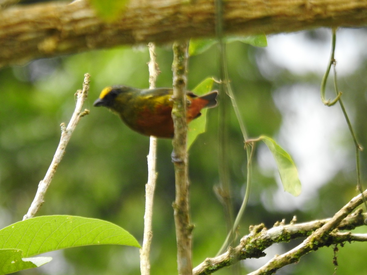 Olive-backed Euphonia - ML646021254