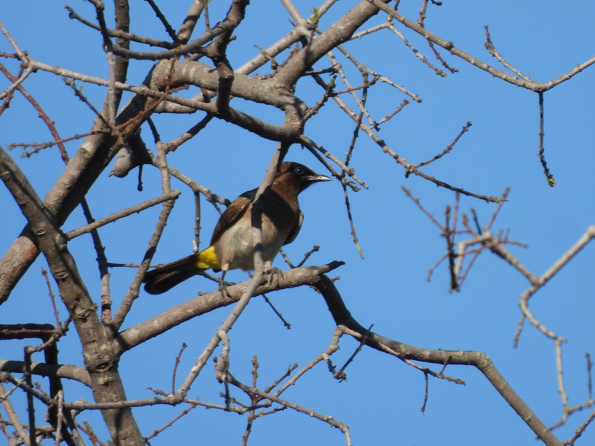 Common Bulbul (Dark-capped) - ML646021255