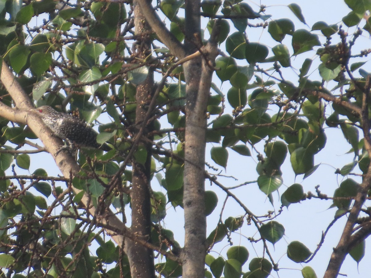 Asian Koel - ML646021256