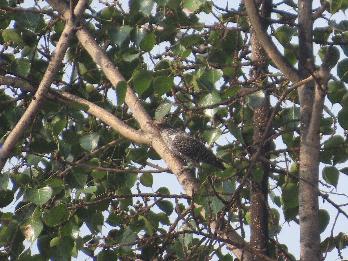 Asian Koel - ML646021258