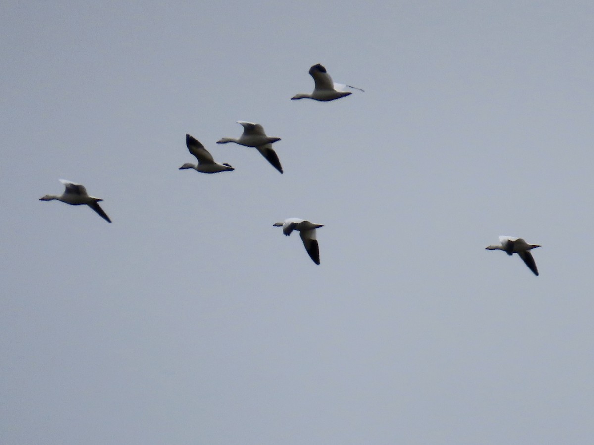 Snow Goose - ML646021261