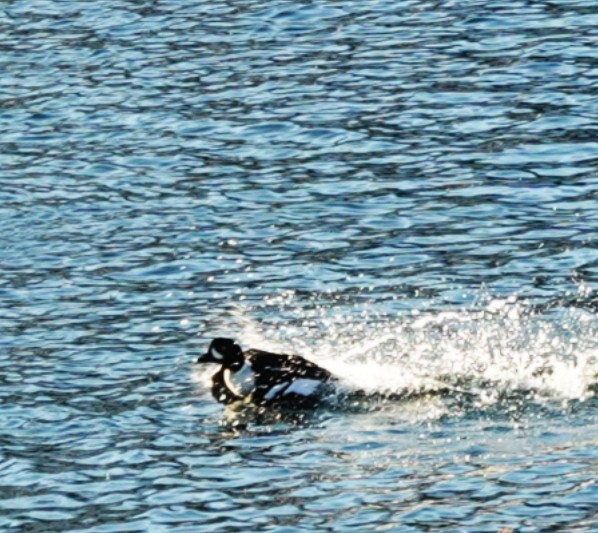 Barrow's Goldeneye - ML646021264