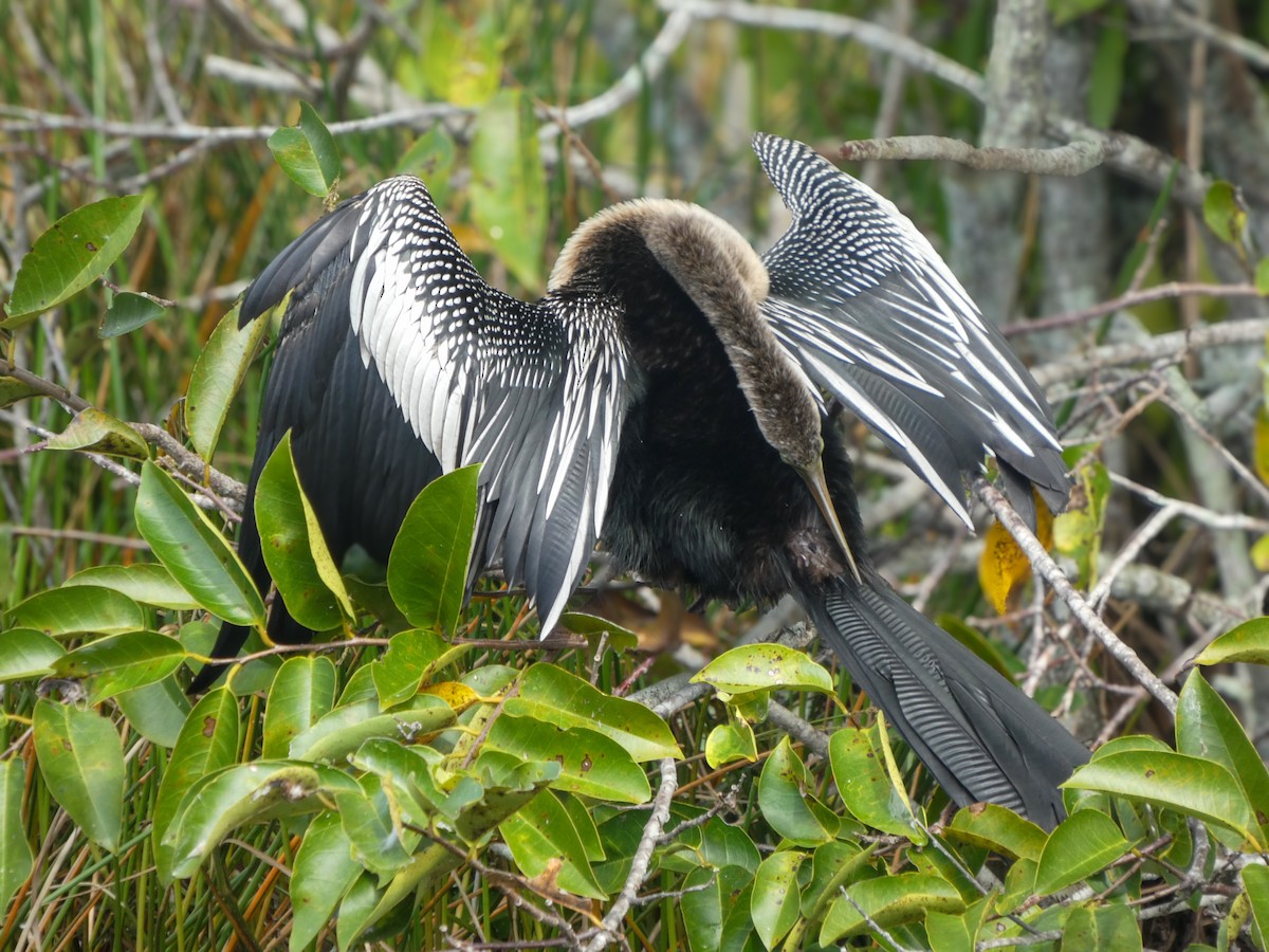Anhinga - ML646021266