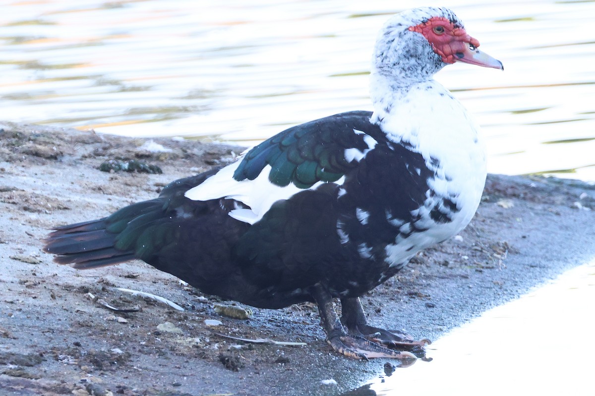 Muscovy Duck (Domestic type) - ML646021267