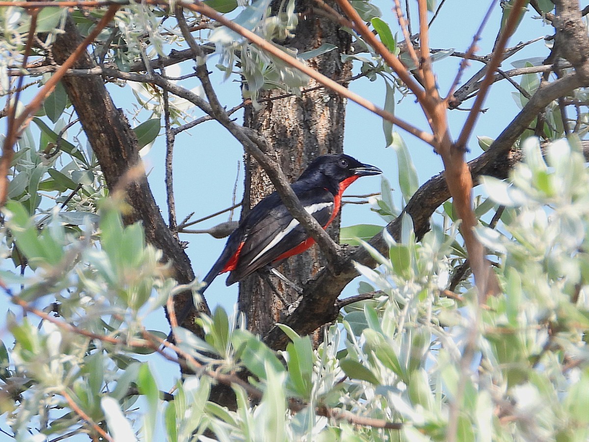 Crimson-breasted Gonolek - ML646021268