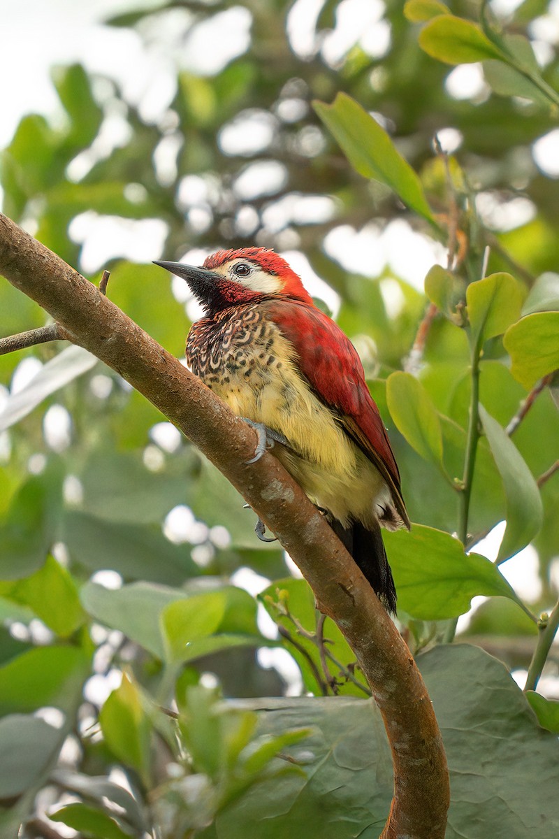 Crimson-mantled Woodpecker - ML646021269