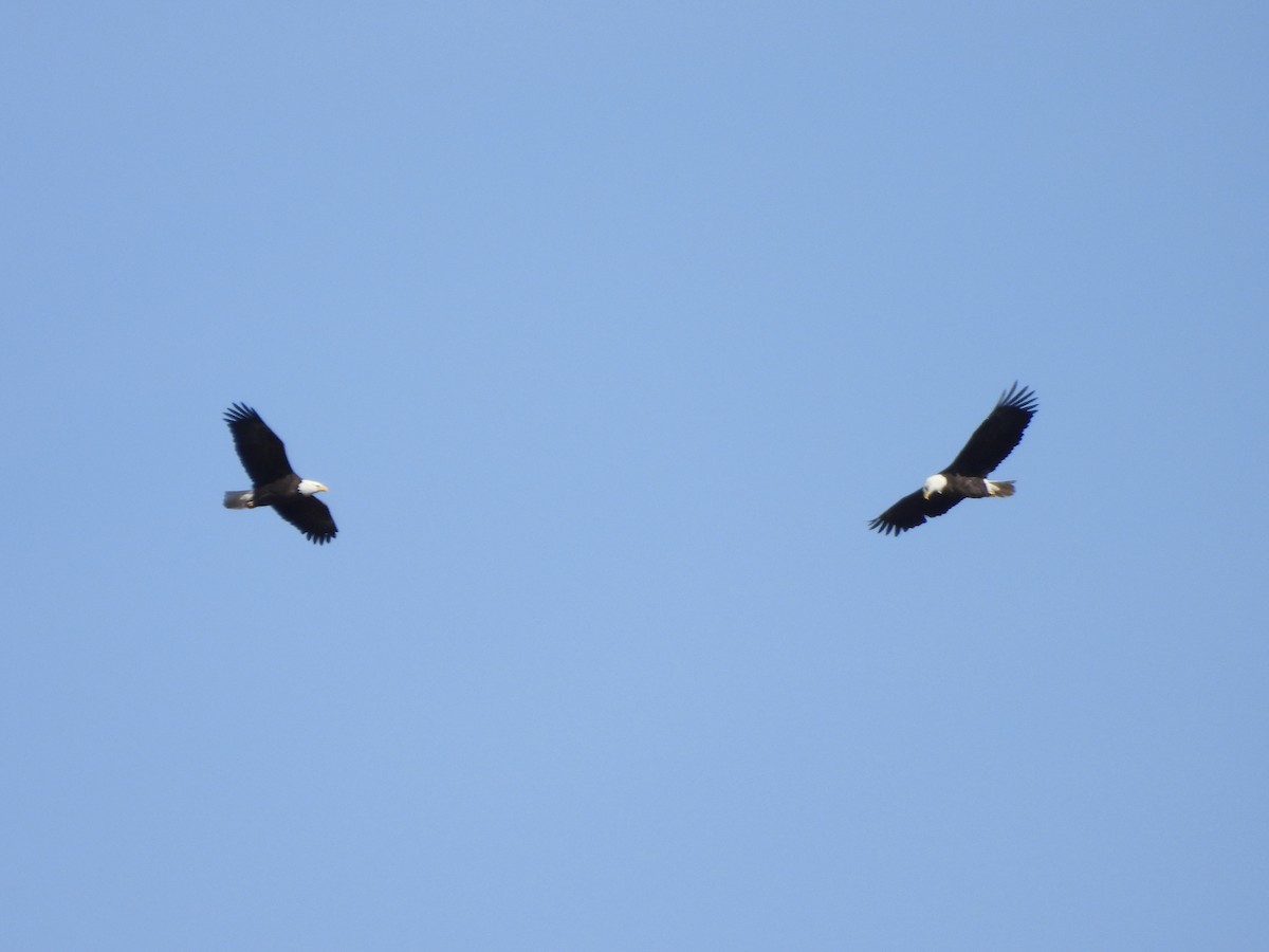 Bald Eagle - ML646021270