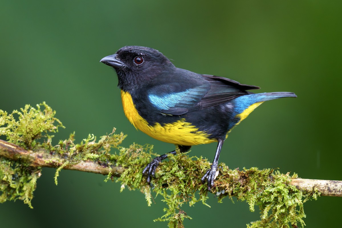 Black-and-gold Tanager - ML646021271