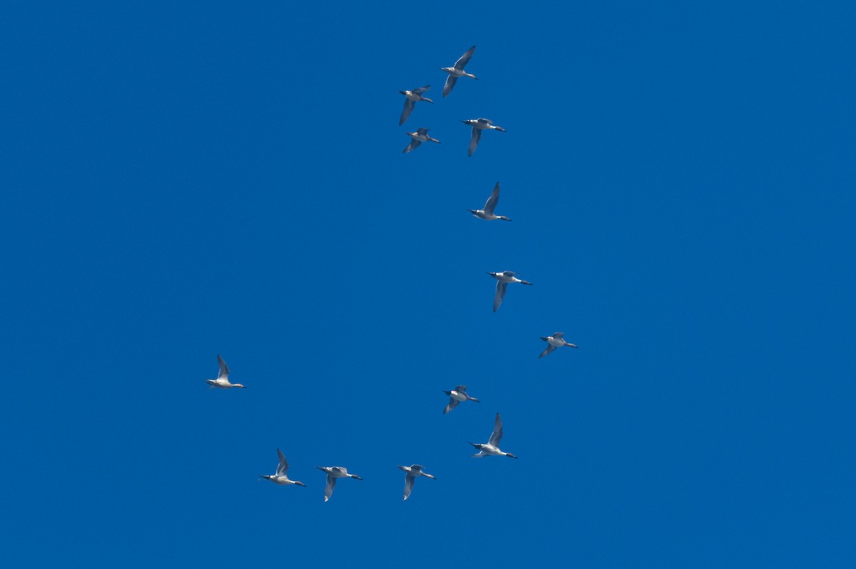 Northern Pintail - ML646021277