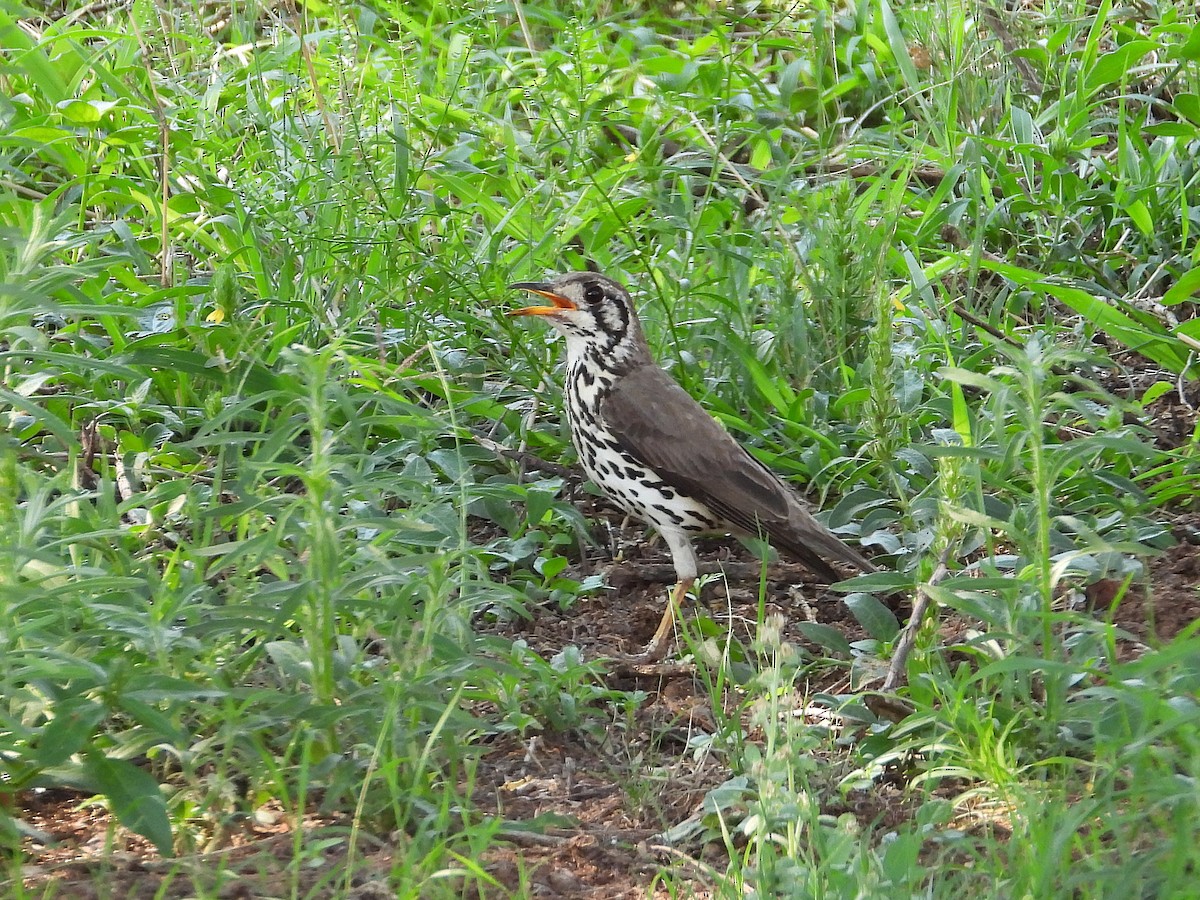 Groundscraper Thrush - ML646021278