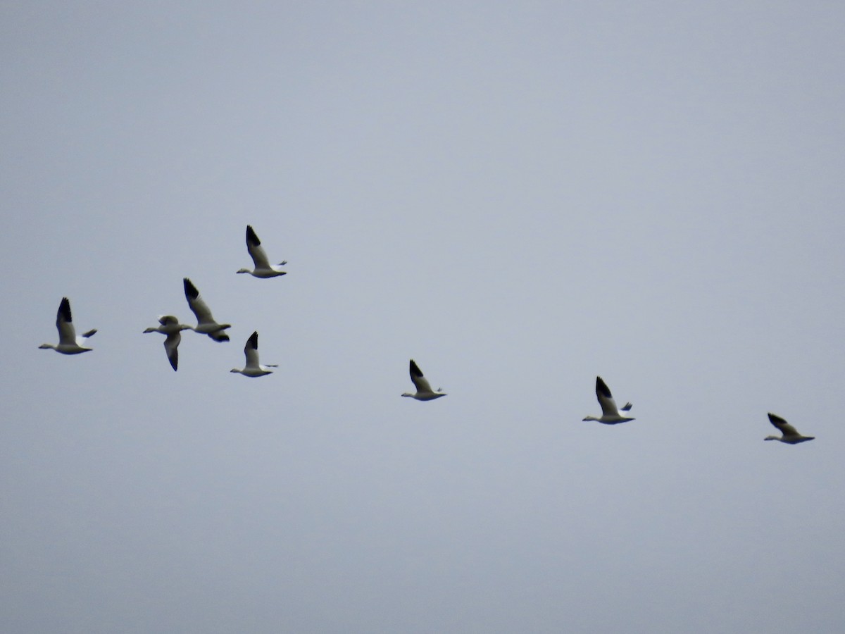 Snow Goose - ML646021280