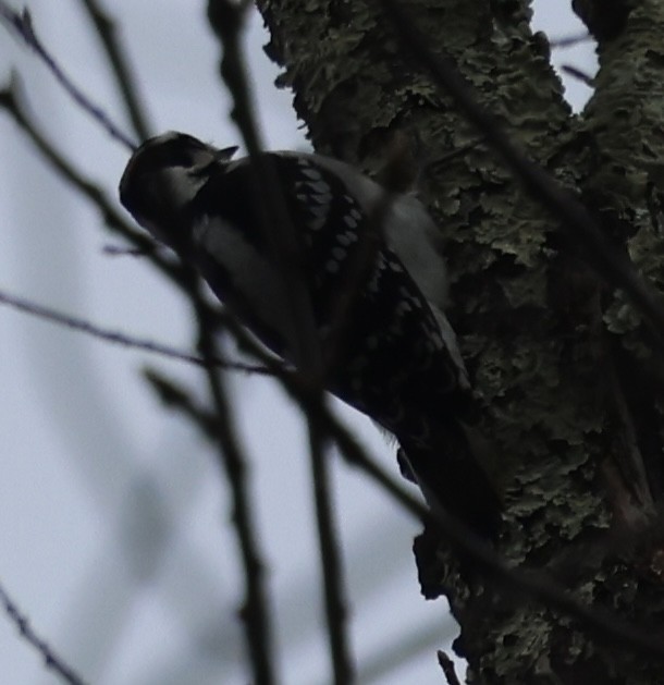 Downy Woodpecker - ML646021282