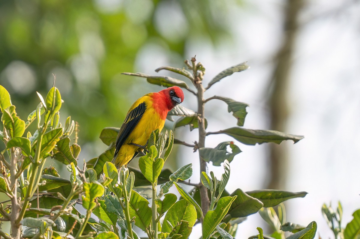 Red-hooded Tanager - ML646021285