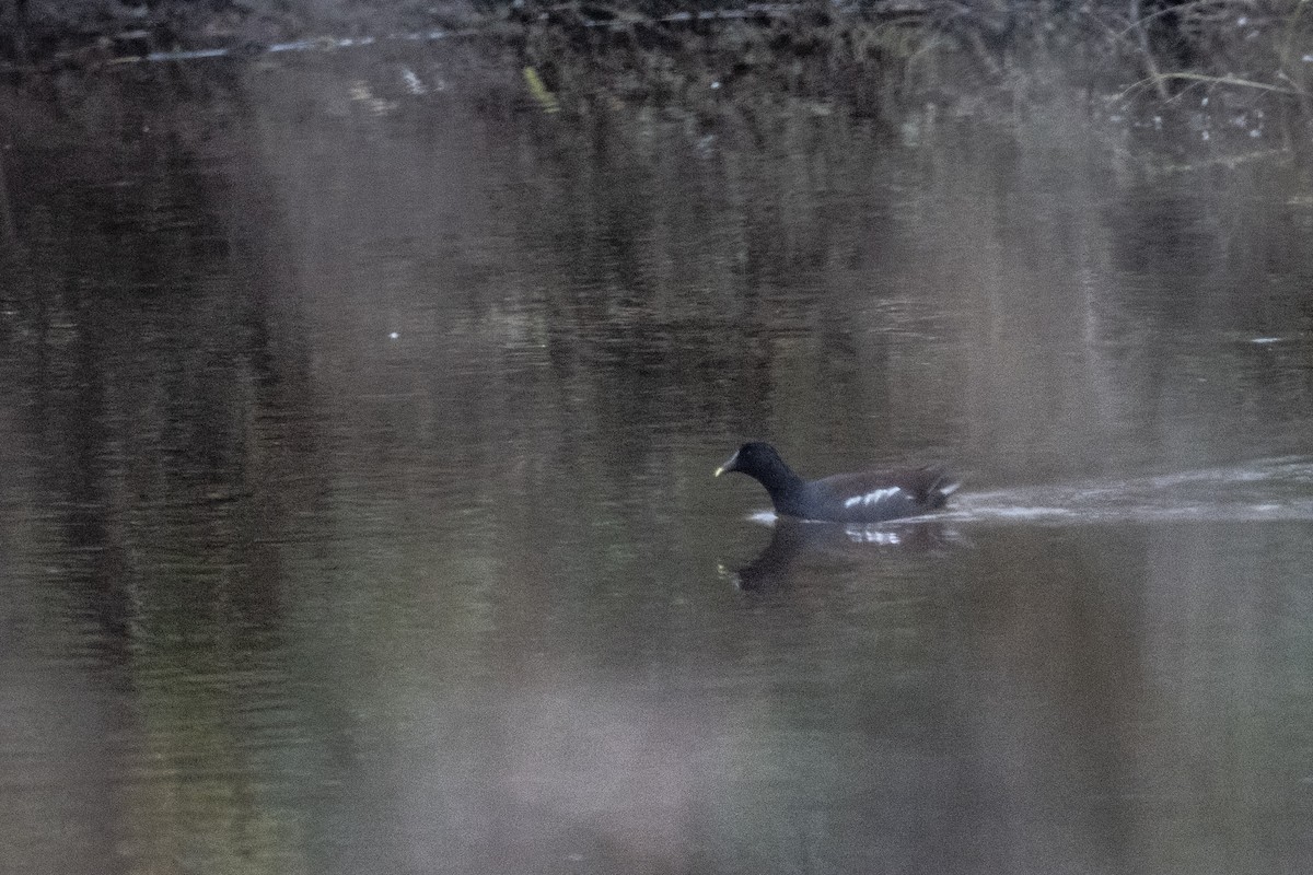 Common Gallinule - ML646021294