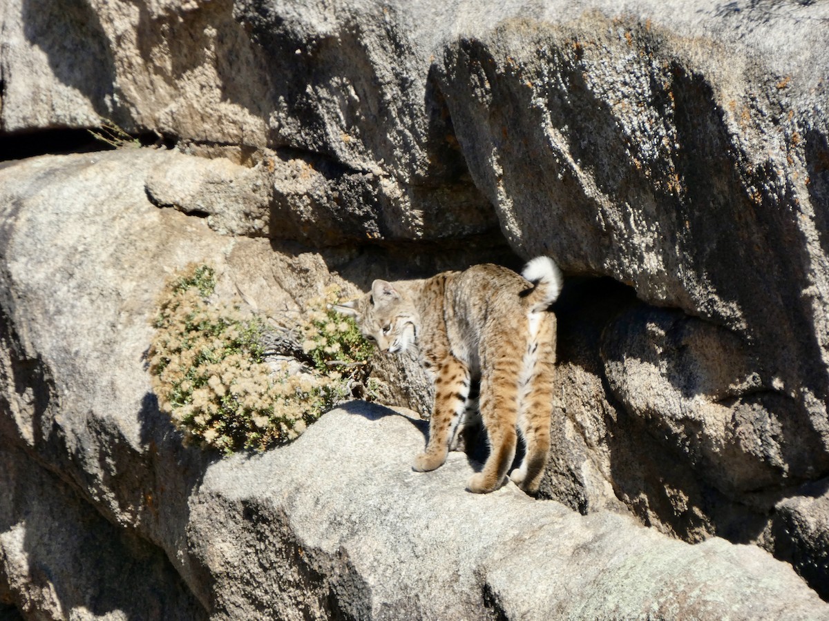 Bobcat - ML646021318