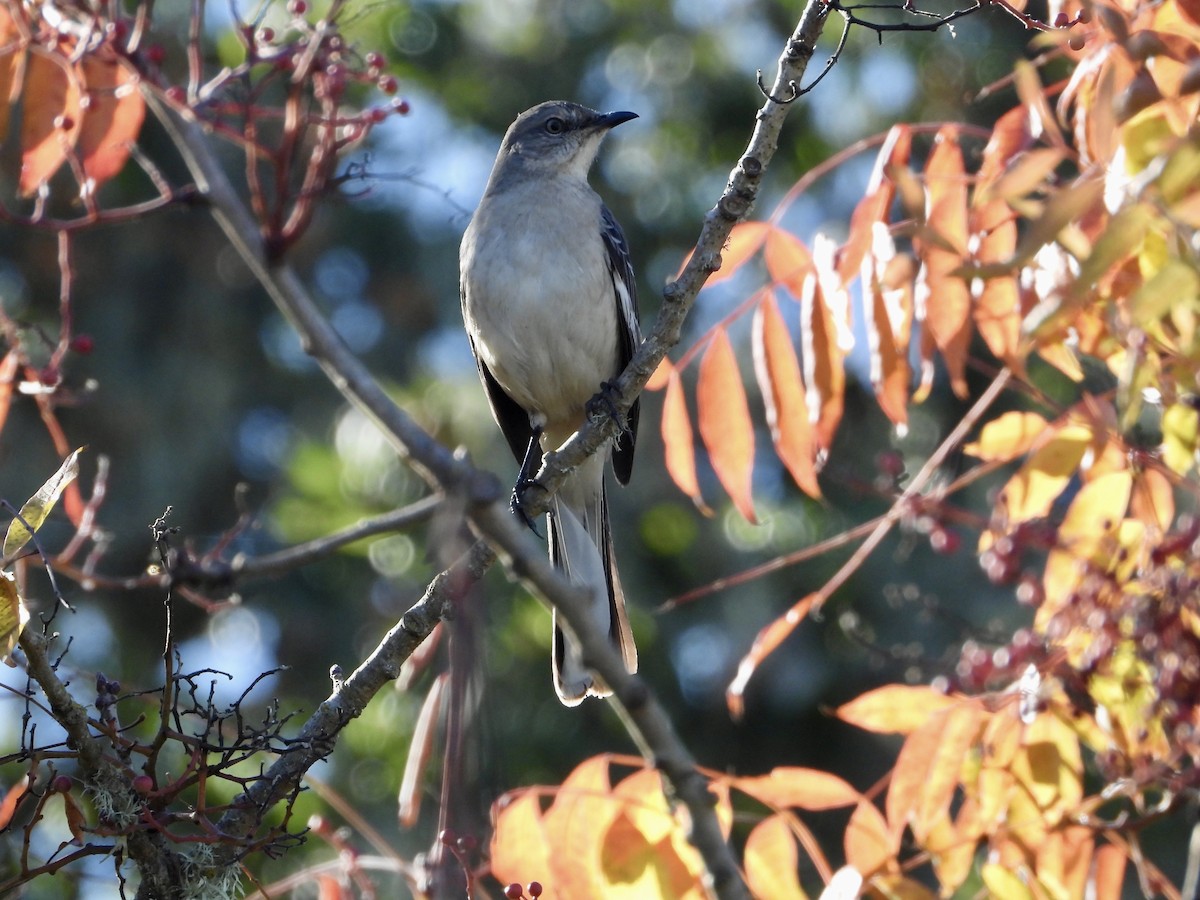 Sinsonte Norteño - ML646021323