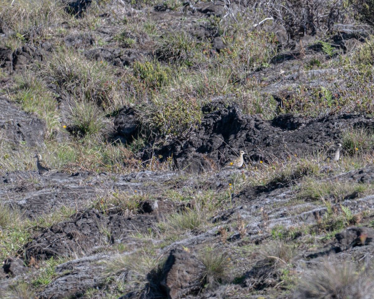 kulík pacifický - ML646021329