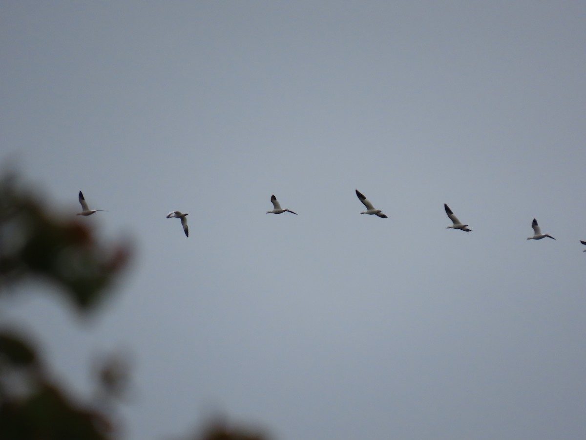 Kar Kazı - ML646021331