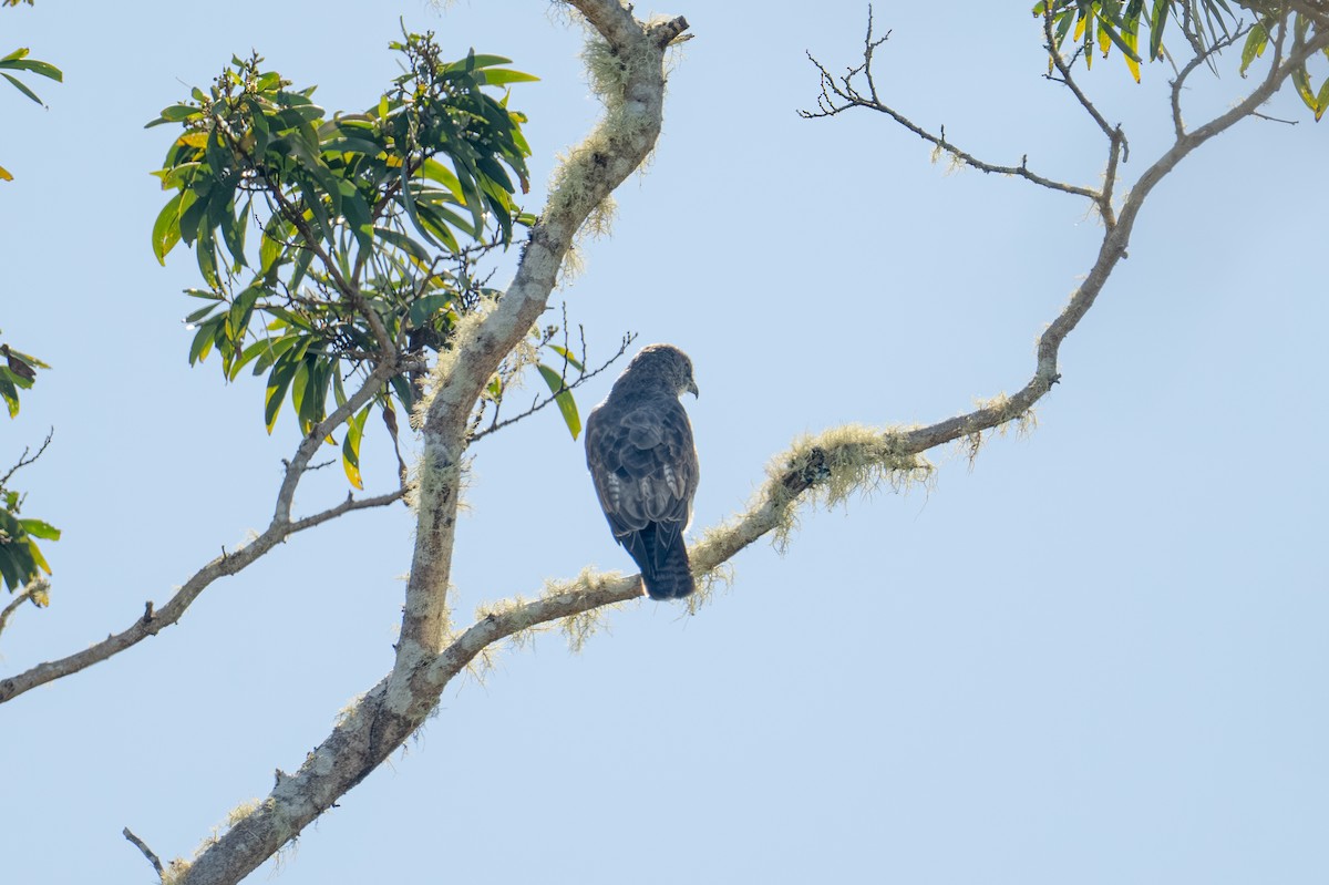 Hawaiian Hawk - ML646021332