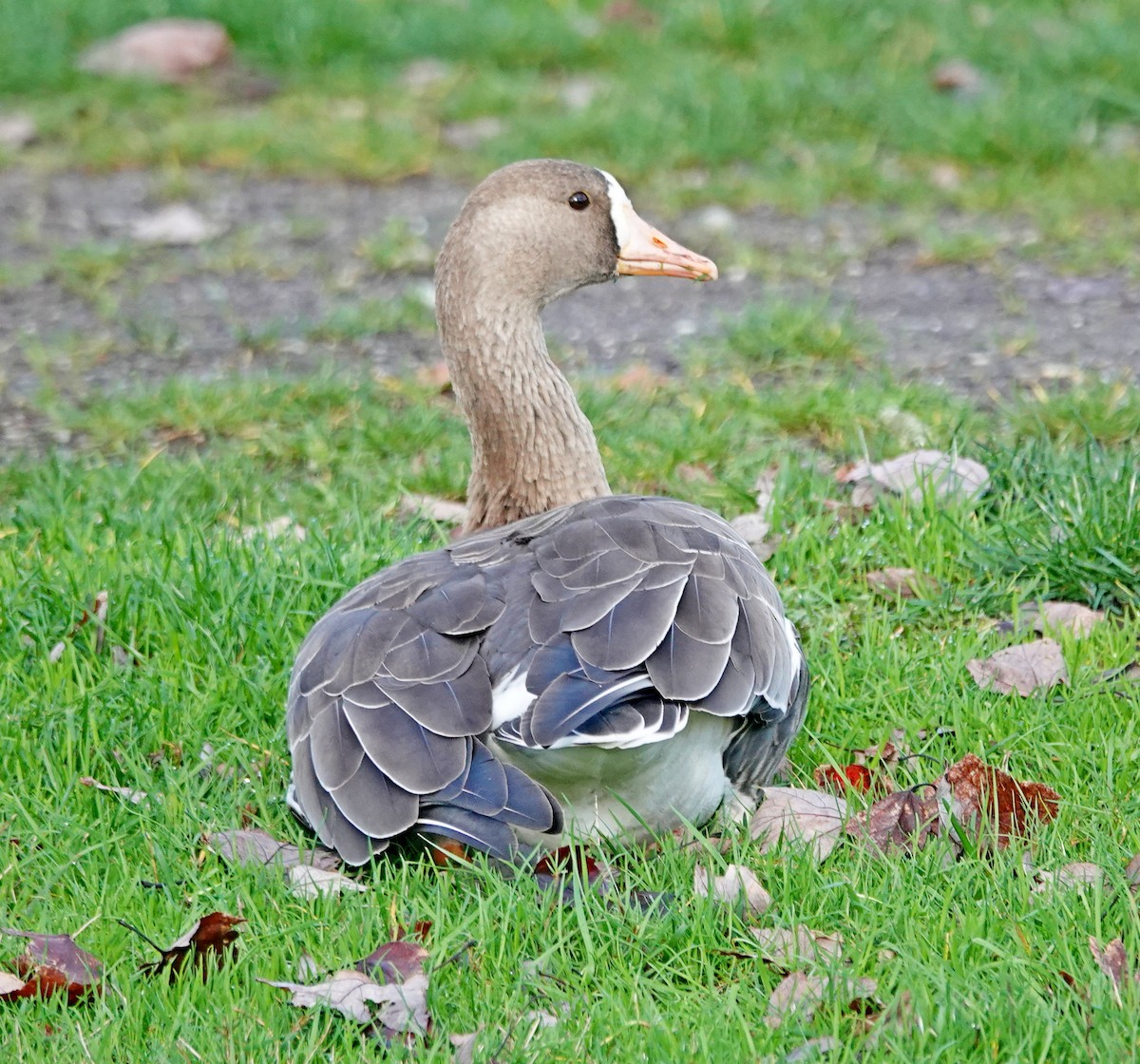 Sakarca - ML646021337