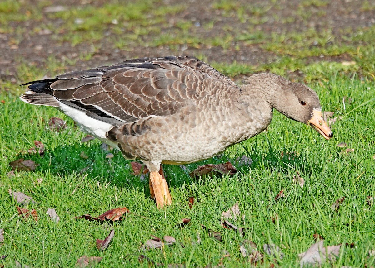 Sakarca - ML646021338