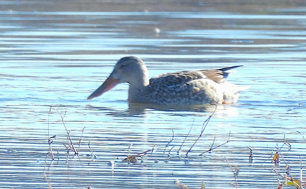 Kaşıkgaga - ML646021340