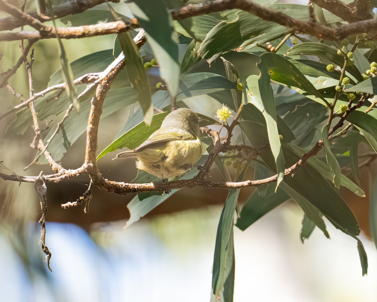 Amakihi - ML646021343