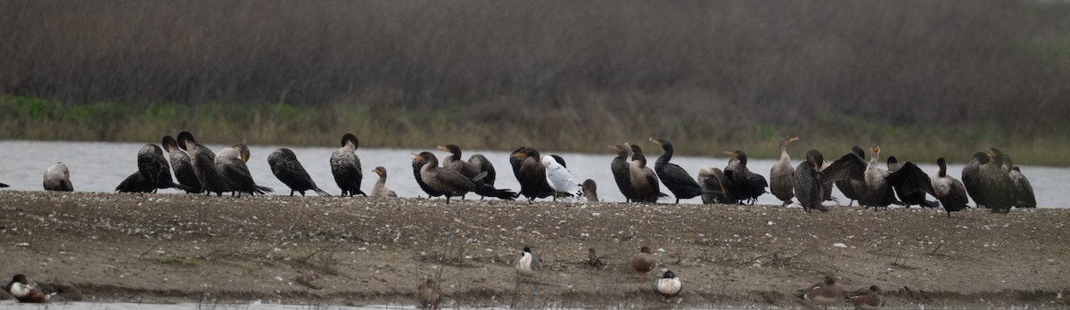 ミミヒメウ - ML646021344