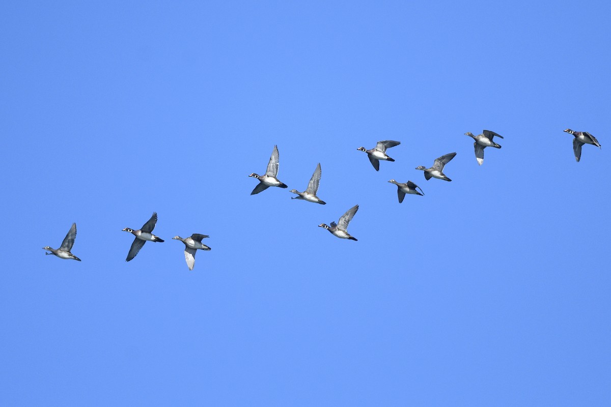 Orman Ördeği - ML646021345