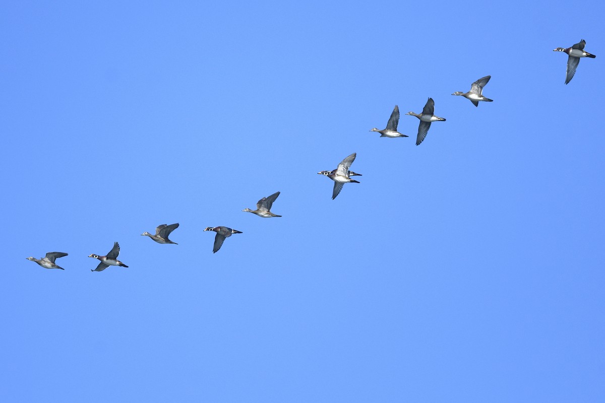 Orman Ördeği - ML646021346