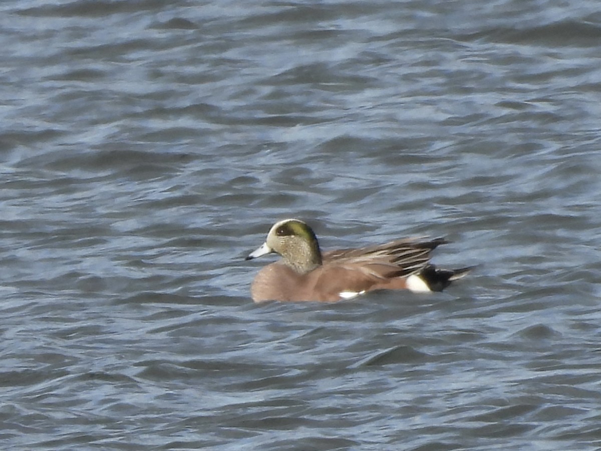 Amerika Fiyusu - ML646021347