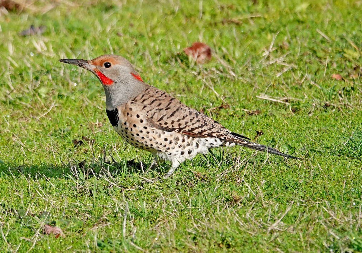 Altın Ağaçkakan (luteus x cafer) - ML646021348